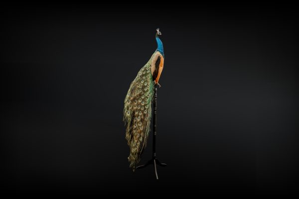 Indian Peacock